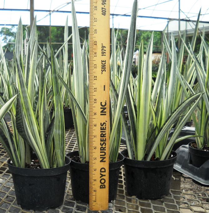 sansevieria-trifasciata-bantel-s-sensation-snake-plant-mother-in-law-s-tongue-bowstring-hemp