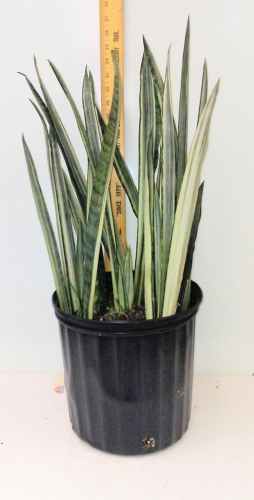 sansevieria-trifasciata-bantel-s-sensation-snake-plant-mother-in-law-s-tongue-bowstring-hemp