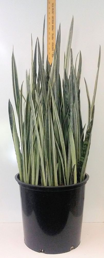 sansevieria-trifasciata-bantel-s-sensation-snake-plant-mother-in-law-s-tongue-bowstring-hemp