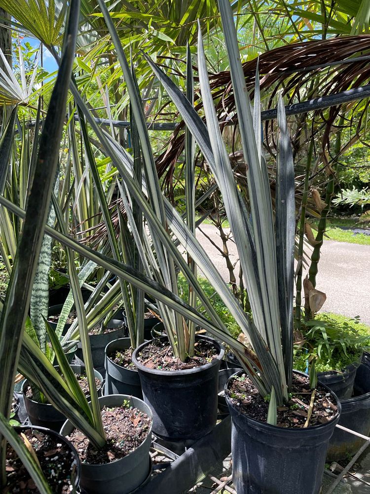 sansevieria-trifasciata-bantel-s-sensation-snake-plant-mother-in-law-s-tongue-bowstring-hemp
