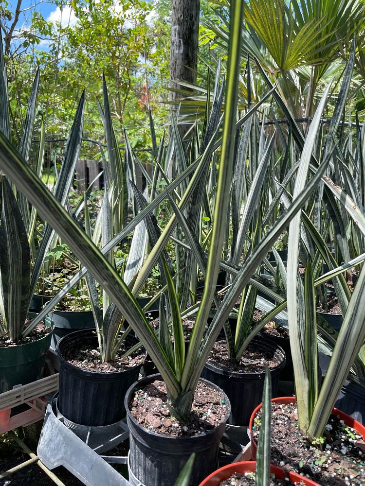 sansevieria-trifasciata-bantel-s-sensation-snake-plant-mother-in-law-s-tongue-bowstring-hemp