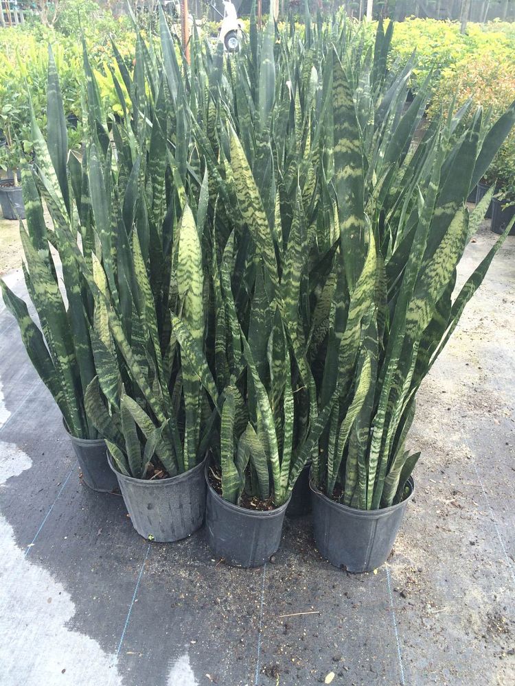 sansevieria-trifasciata-black-coral-snake-plant-mother-in-law-s-tongue-bowstring-hemp