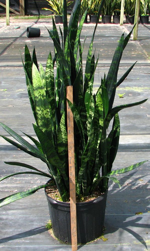 sansevieria-trifasciata-black-coral-snake-plant-mother-in-law-s-tongue-bowstring-hemp