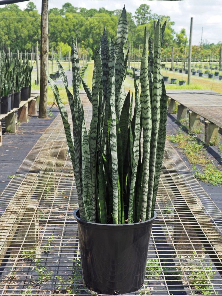 sansevieria-trifasciata-black-coral-snake-plant-mother-in-law-s-tongue-bowstring-hemp
