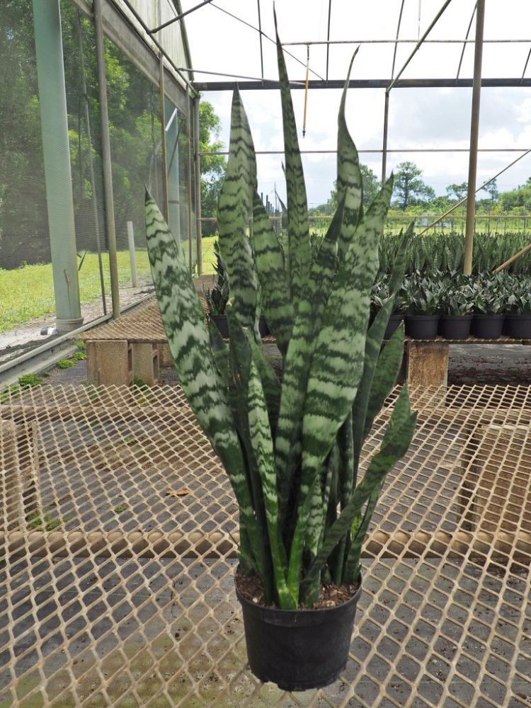 sansevieria-trifasciata-black-coral-snake-plant-mother-in-law-s-tongue-bowstring-hemp