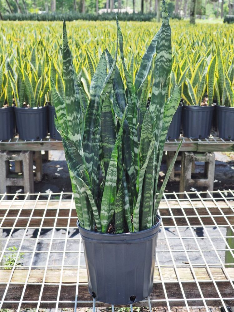 sansevieria-trifasciata-black-coral-snake-plant-mother-in-law-s-tongue-bowstring-hemp