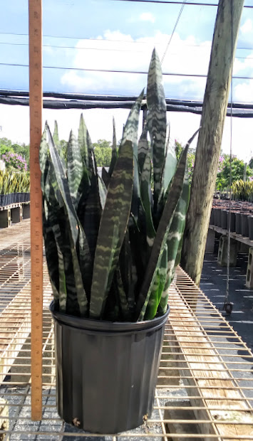 sansevieria-trifasciata-black-coral-snake-plant-mother-in-law-s-tongue-bowstring-hemp