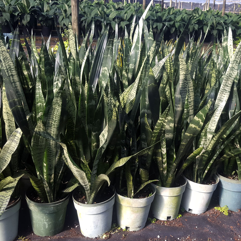 sansevieria-trifasciata-black-coral-snake-plant-mother-in-law-s-tongue-bowstring-hemp
