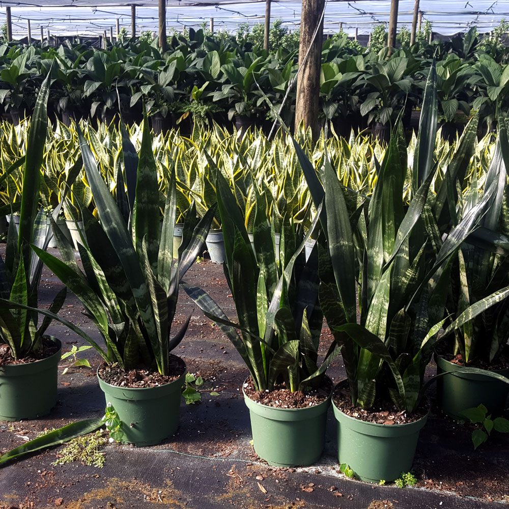 sansevieria-trifasciata-black-coral-snake-plant-mother-in-law-s-tongue-bowstring-hemp