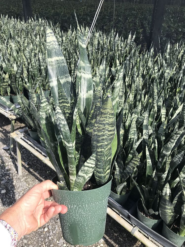 sansevieria-trifasciata-black-coral-snake-plant-mother-in-law-s-tongue-bowstring-hemp