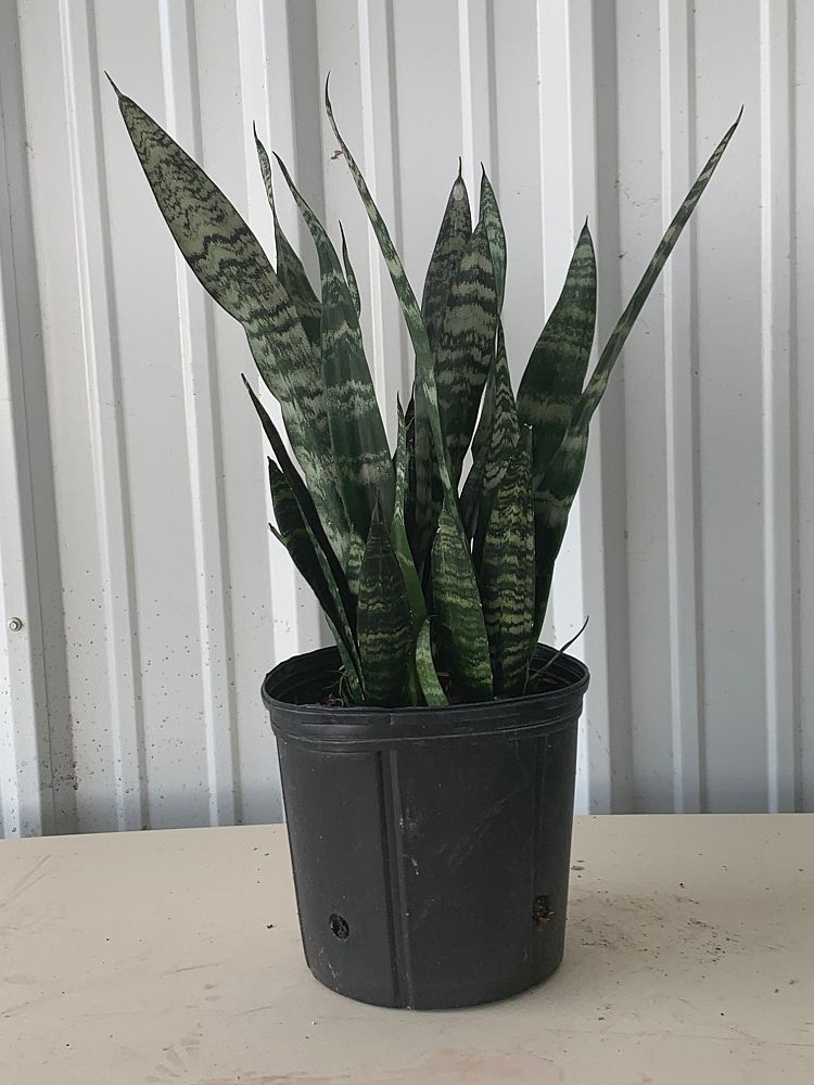 sansevieria-trifasciata-black-coral-snake-plant-mother-in-law-s-tongue-bowstring-hemp
