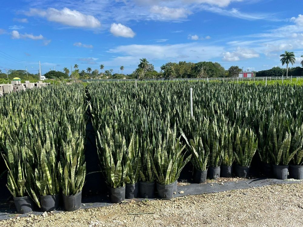 sansevieria-trifasciata-black-coral-snake-plant-mother-in-law-s-tongue-bowstring-hemp