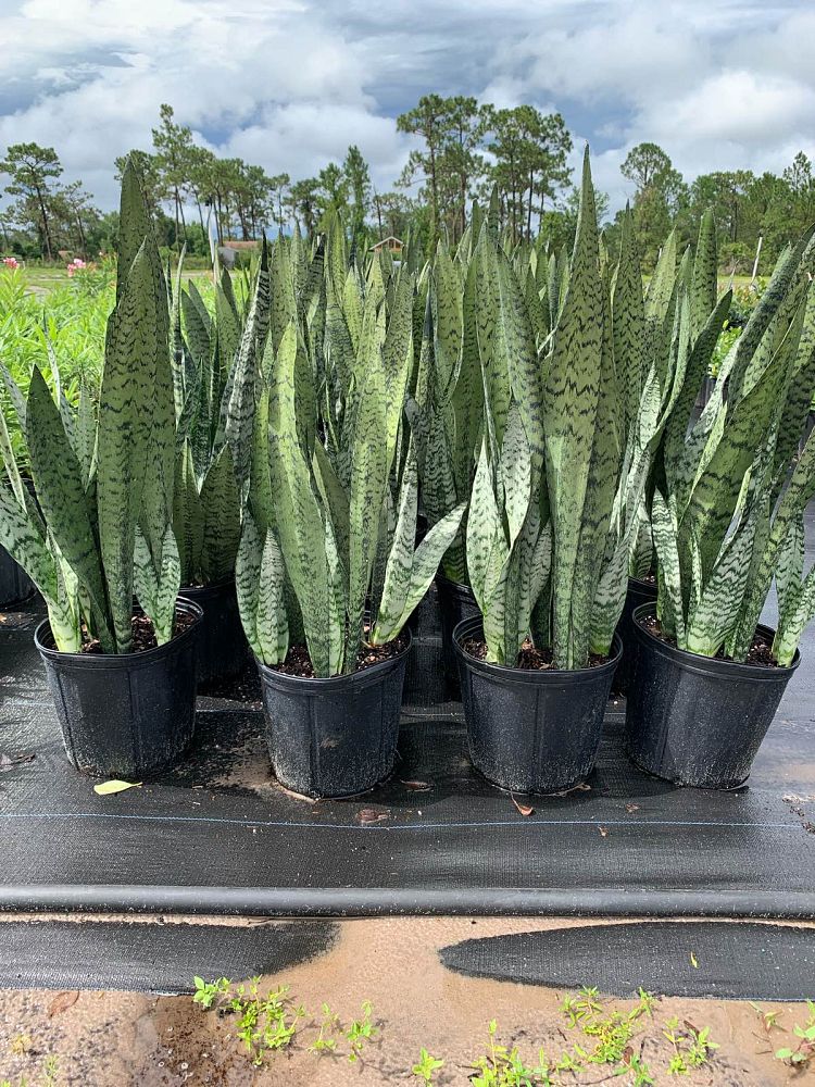 sansevieria-trifasciata-black-coral-snake-plant-mother-in-law-s-tongue-bowstring-hemp