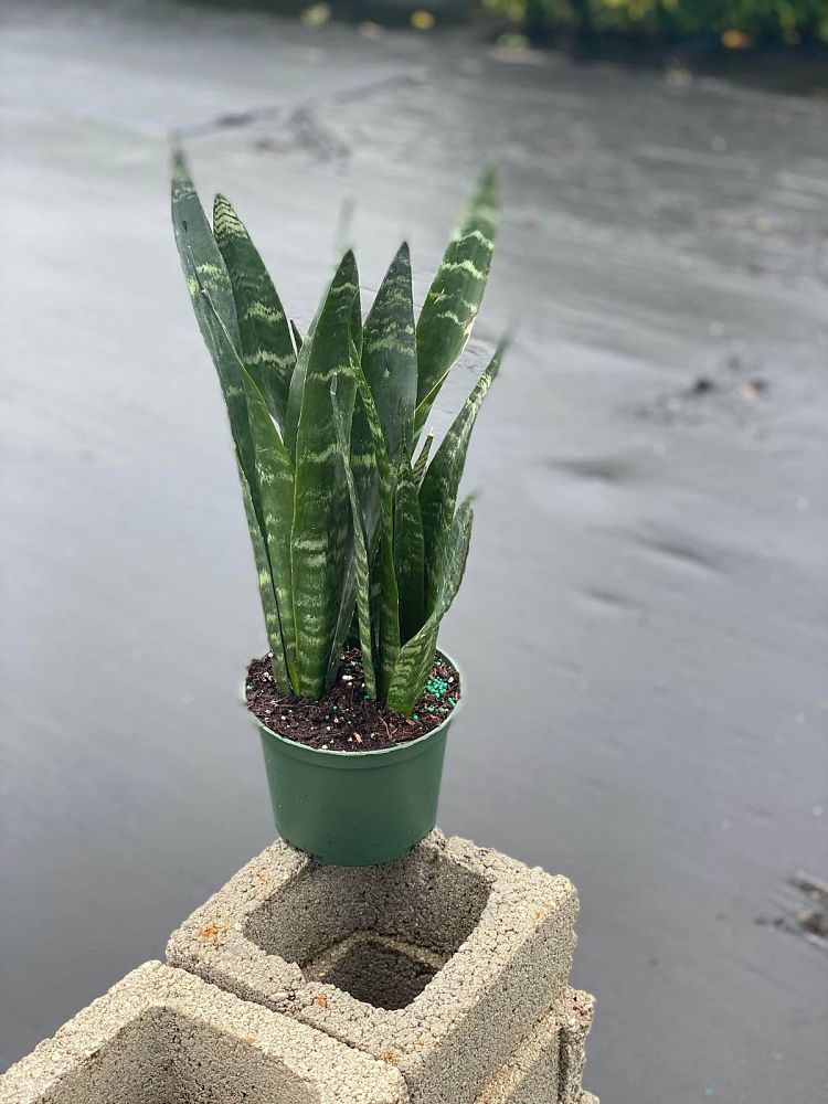 sansevieria-trifasciata-black-coral-snake-plant-mother-in-law-s-tongue-bowstring-hemp