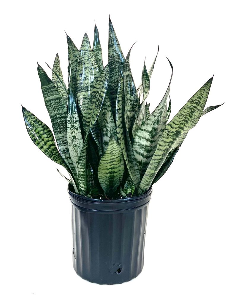 sansevieria-trifasciata-black-coral-snake-plant-mother-in-law-s-tongue-bowstring-hemp