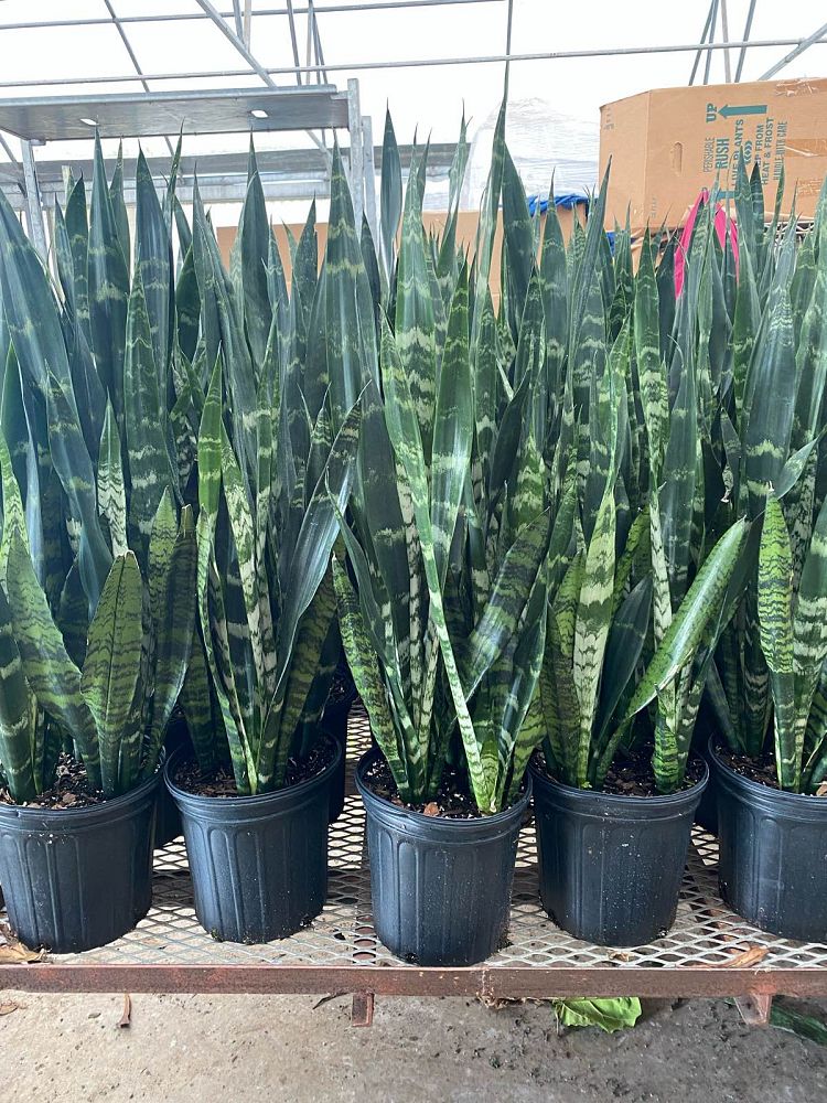 sansevieria-trifasciata-black-coral-snake-plant-mother-in-law-s-tongue-bowstring-hemp