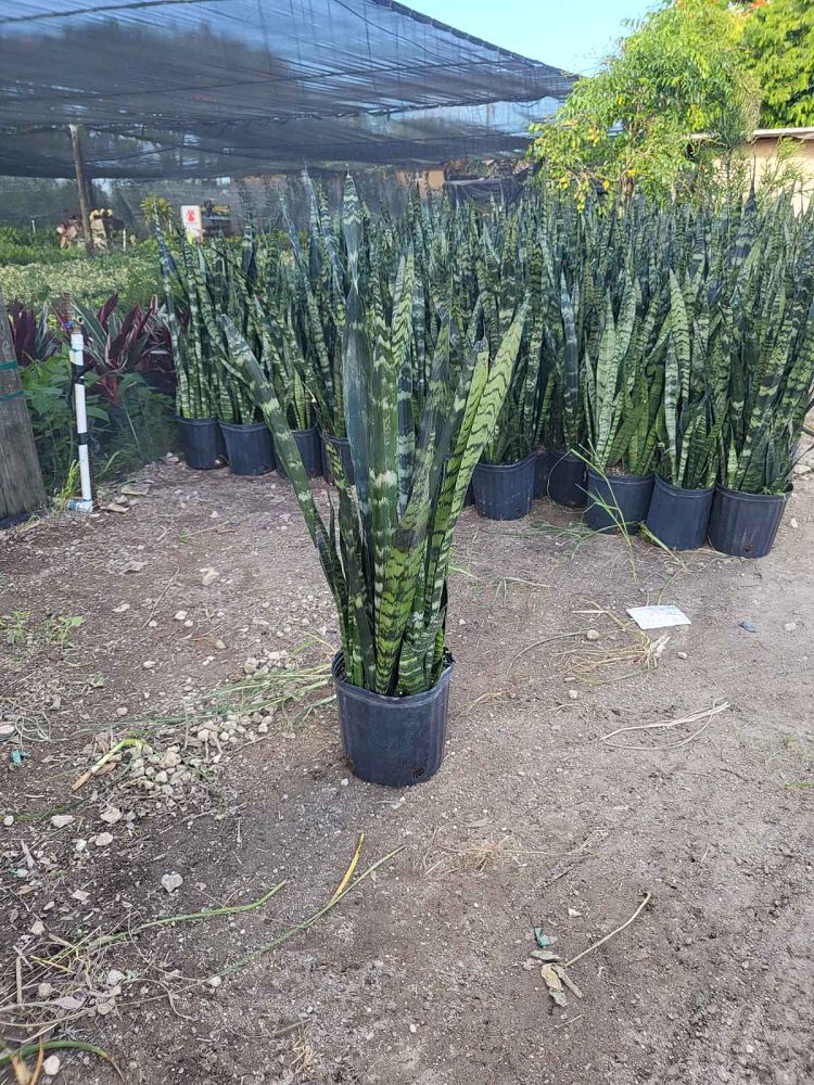 sansevieria-trifasciata-black-coral-snake-plant-mother-in-law-s-tongue-bowstring-hemp