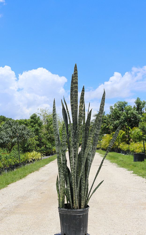 sansevieria-trifasciata-black-coral-snake-plant-mother-in-law-s-tongue-bowstring-hemp
