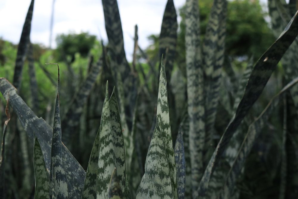 sansevieria-trifasciata-black-coral-snake-plant-mother-in-law-s-tongue-bowstring-hemp