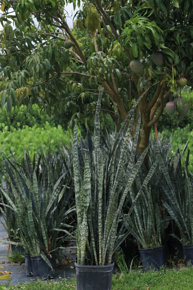 sansevieria-trifasciata-black-coral-snake-plant-mother-in-law-s-tongue-bowstring-hemp