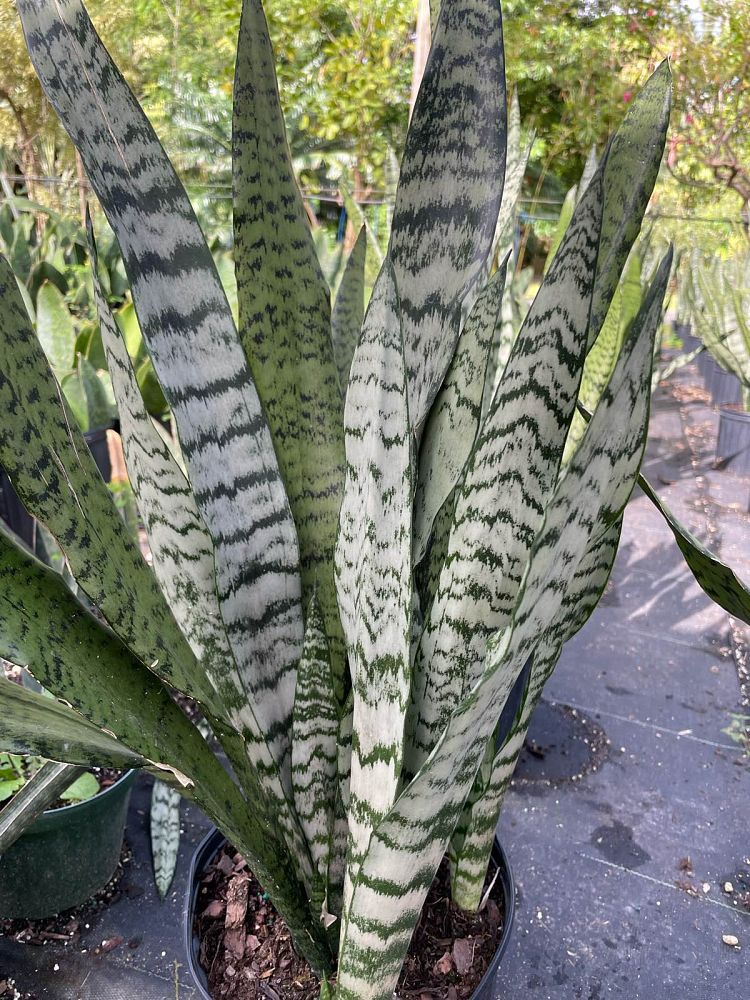 sansevieria-trifasciata-black-coral-snake-plant-mother-in-law-s-tongue-bowstring-hemp