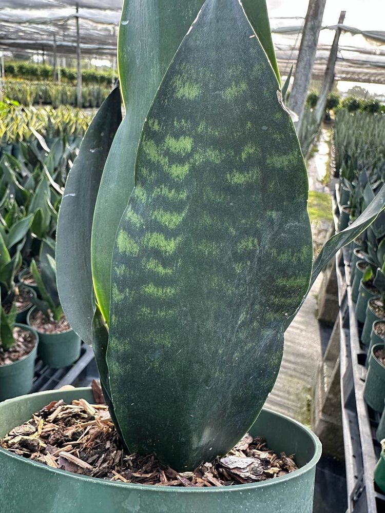 sansevieria-trifasciata-black-dragon-snake-plant-mother-in-law-s-tongue-bowstring-hemp