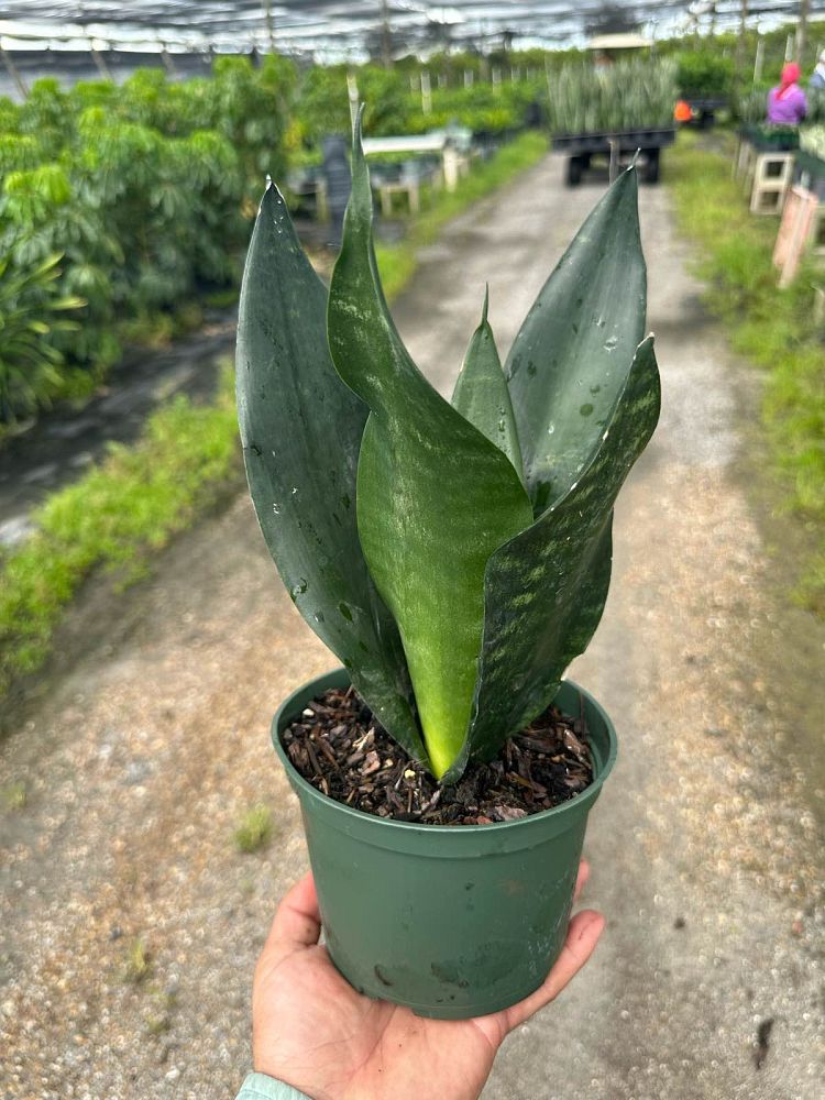 sansevieria-trifasciata-black-dragon-snake-plant-mother-in-law-s-tongue-bowstring-hemp