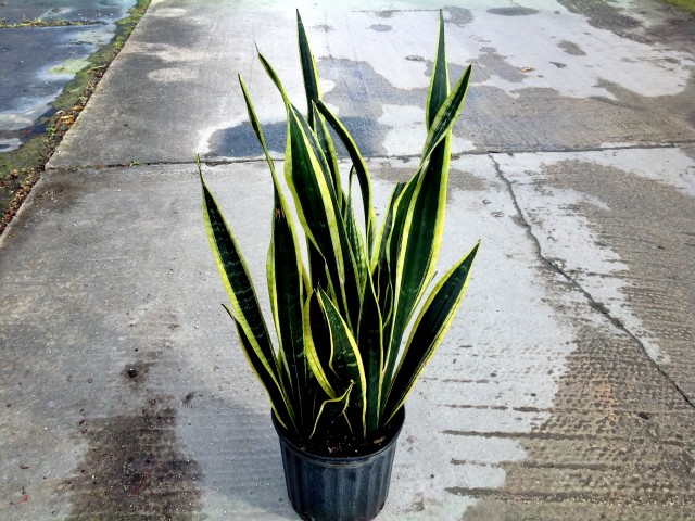 sansevieria-trifasciata-black-gold-snake-plant-mother-in-law-s-tongue-bowstring-hemp