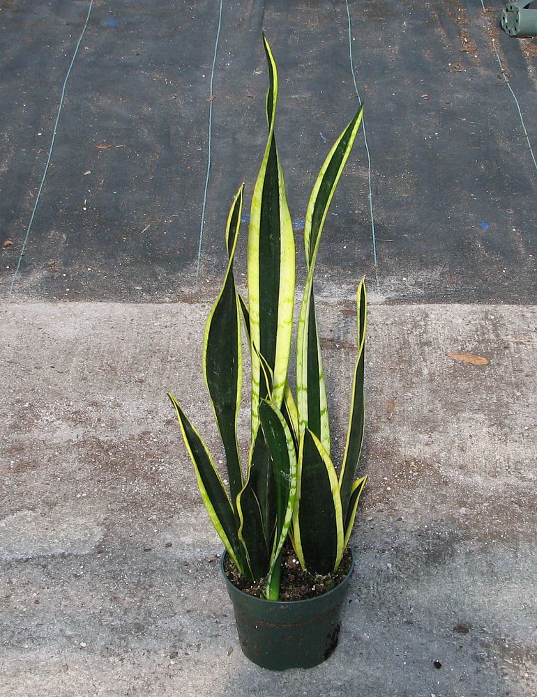 sansevieria-trifasciata-black-gold-snake-plant-mother-in-law-s-tongue-bowstring-hemp