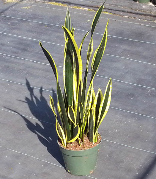 sansevieria-trifasciata-black-gold-snake-plant-mother-in-law-s-tongue-bowstring-hemp