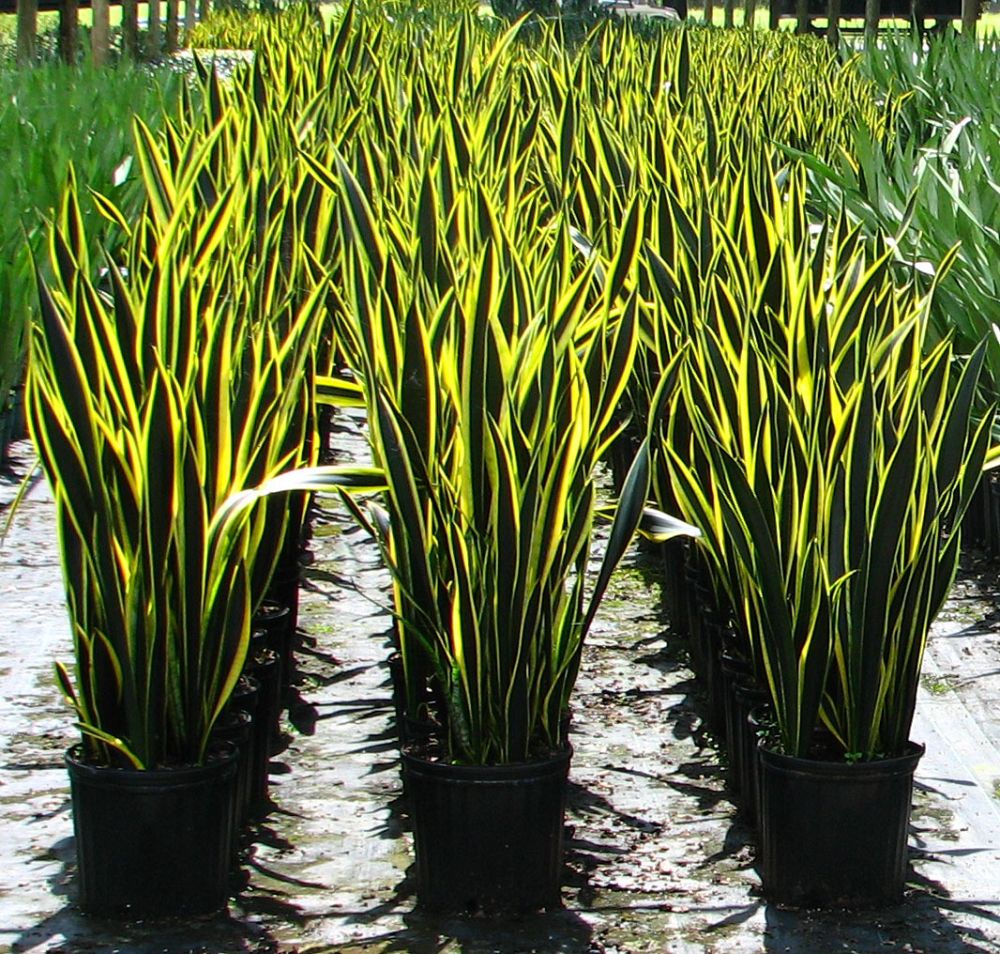 sansevieria-trifasciata-black-gold-snake-plant-mother-in-law-s-tongue-bowstring-hemp