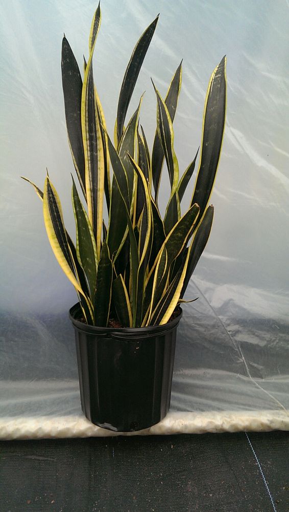 sansevieria-trifasciata-black-gold-snake-plant-mother-in-law-s-tongue-bowstring-hemp