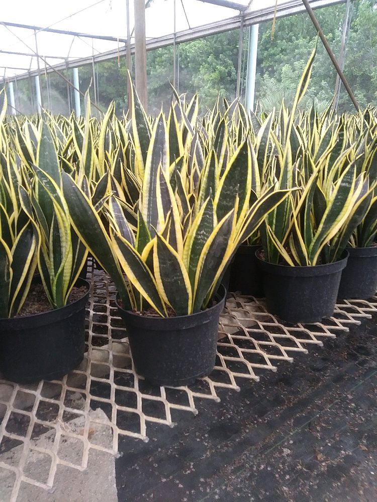 sansevieria-trifasciata-black-gold-snake-plant-mother-in-law-s-tongue-bowstring-hemp