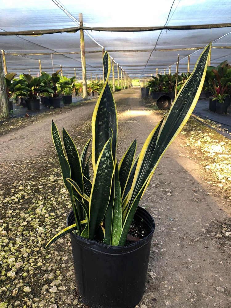 sansevieria-trifasciata-black-gold-snake-plant-mother-in-law-s-tongue-bowstring-hemp