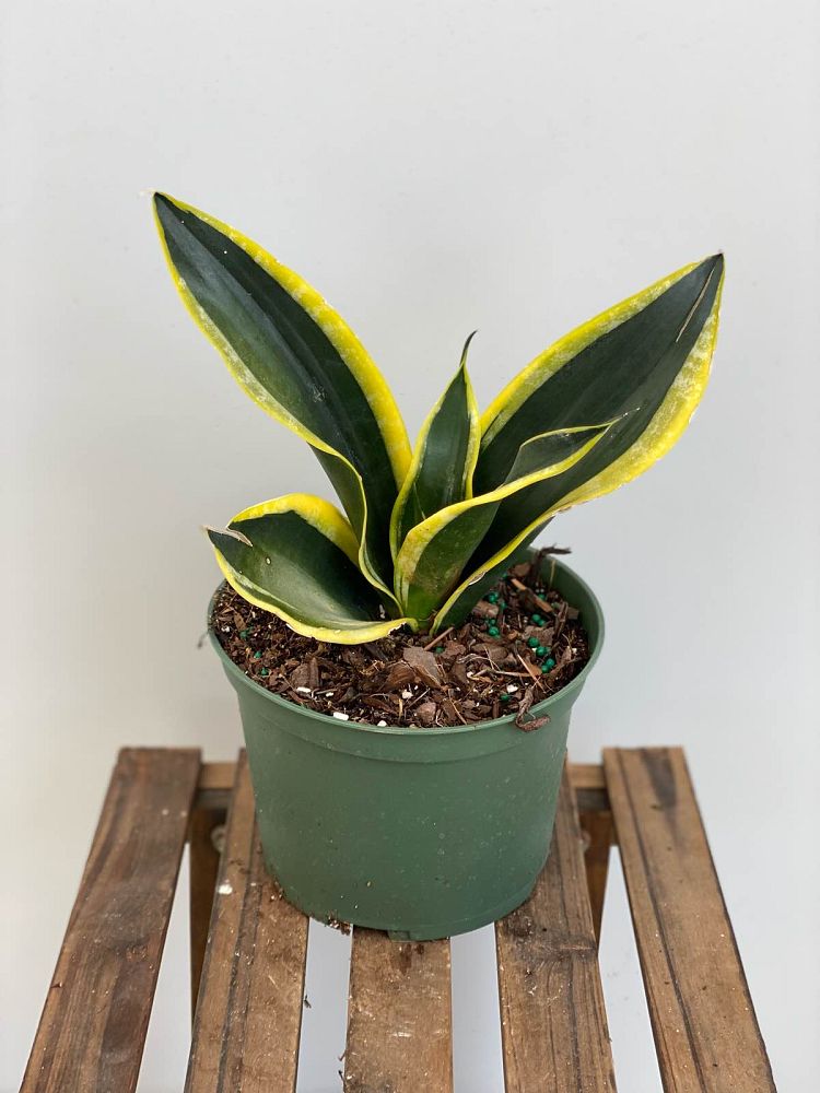 sansevieria-trifasciata-black-gold-snake-plant-mother-in-law-s-tongue-bowstring-hemp