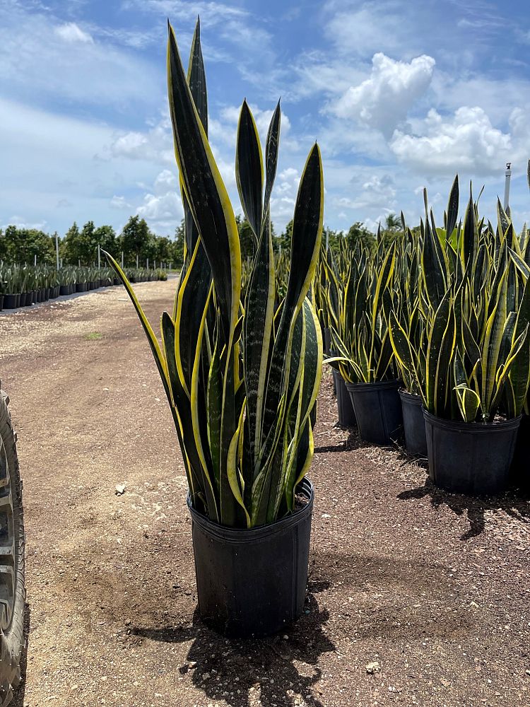 sansevieria-trifasciata-black-gold-snake-plant-mother-in-law-s-tongue-bowstring-hemp