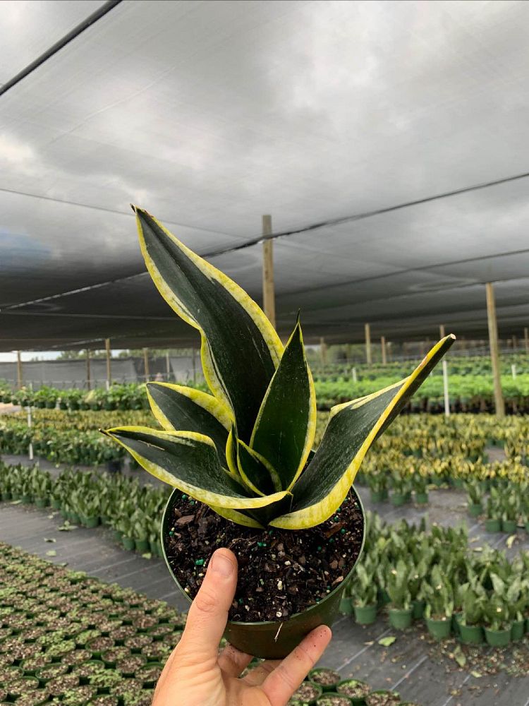 sansevieria-trifasciata-black-gold-snake-plant-mother-in-law-s-tongue-bowstring-hemp