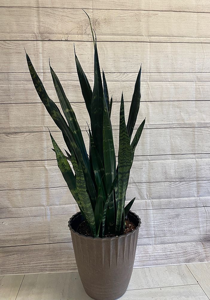 sansevieria-trifasciata-black-gold-snake-plant-mother-in-law-s-tongue-bowstring-hemp
