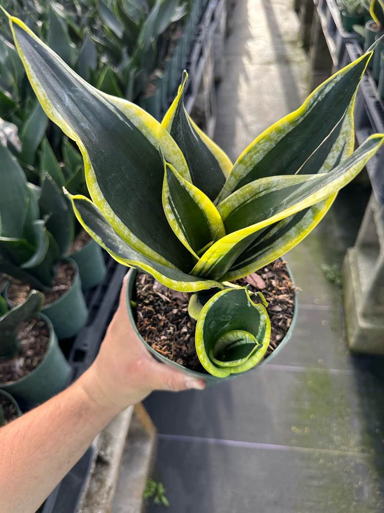 sansevieria-trifasciata-black-gold-snake-plant-mother-in-law-s-tongue-bowstring-hemp