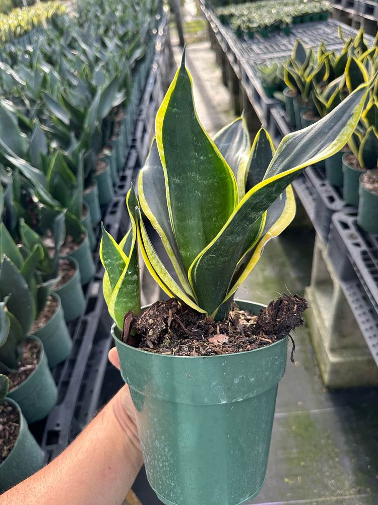 sansevieria-trifasciata-black-gold-snake-plant-mother-in-law-s-tongue-bowstring-hemp