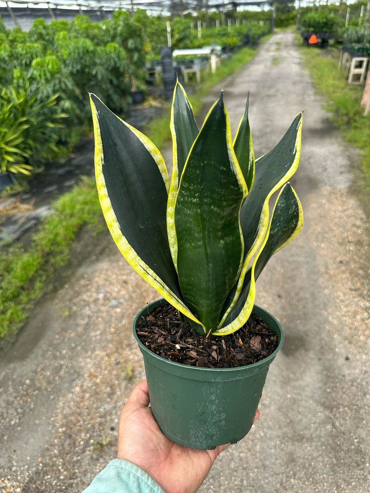 sansevieria-trifasciata-black-gold-snake-plant-mother-in-law-s-tongue-bowstring-hemp