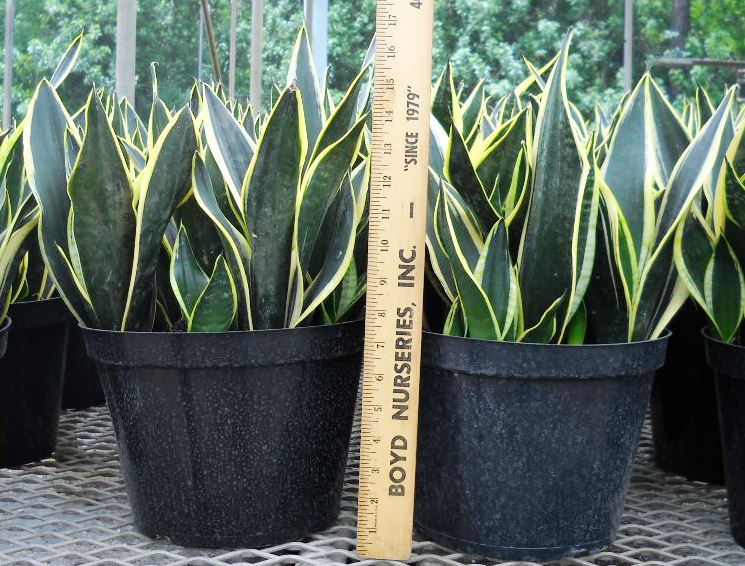 sansevieria-trifasciata-black-gold-superba-snake-plant-mother-in-law-s-tongue-bowstring-hemp