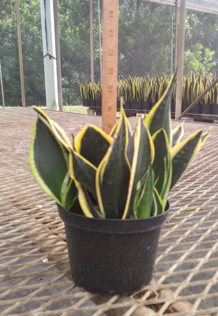 sansevieria-trifasciata-black-gold-superba-snake-plant-mother-in-law-s-tongue-bowstring-hemp