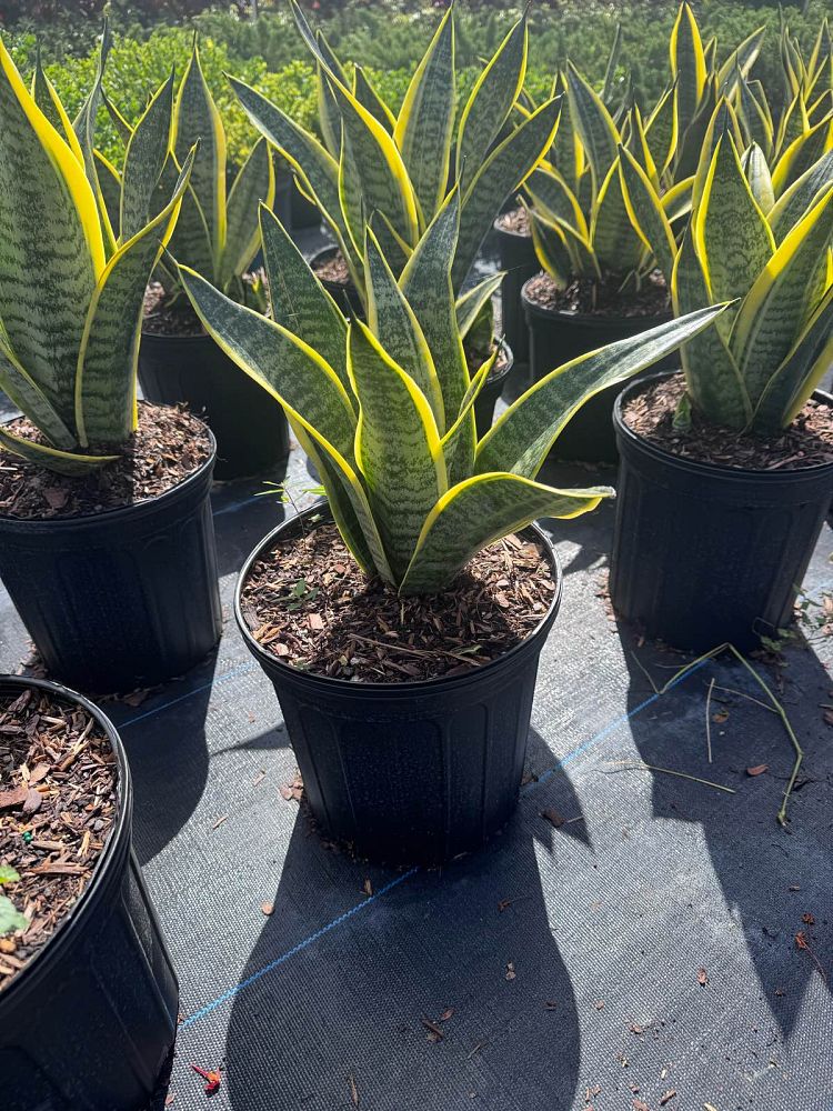sansevieria-trifasciata-futura-compacta-snake-plant-mother-in-law-s-tongue-bowstring-hemp