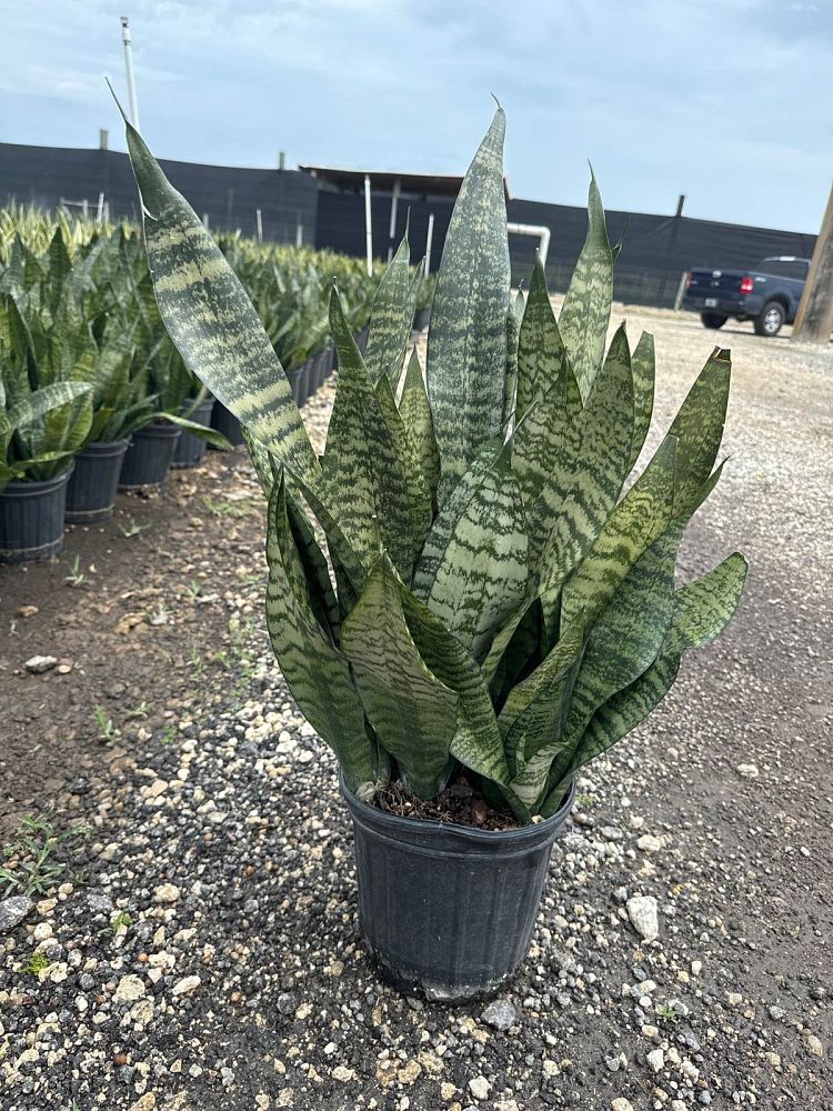 sansevieria-trifasciata-futura-snake-plant-mother-in-law-s-tongue-bowstring-hemp