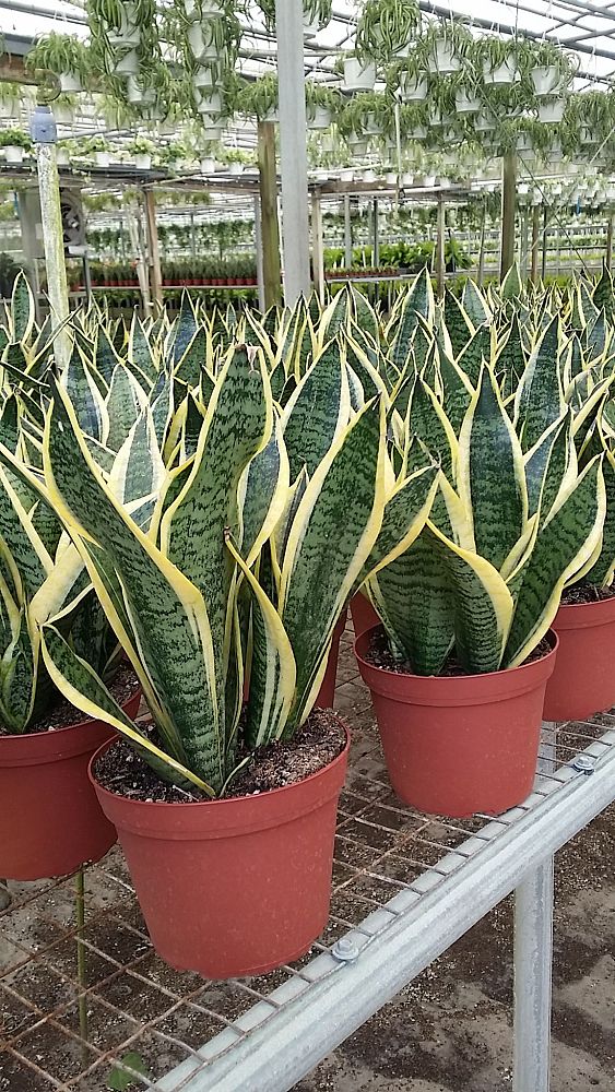 Bruce Jensen Nurseries