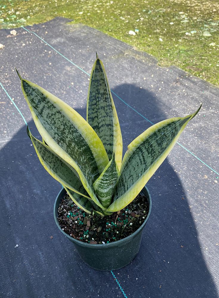 sansevieria-trifasciata-futura-superba-snake-plant-mother-in-law-s-tongue-bowstring-hemp