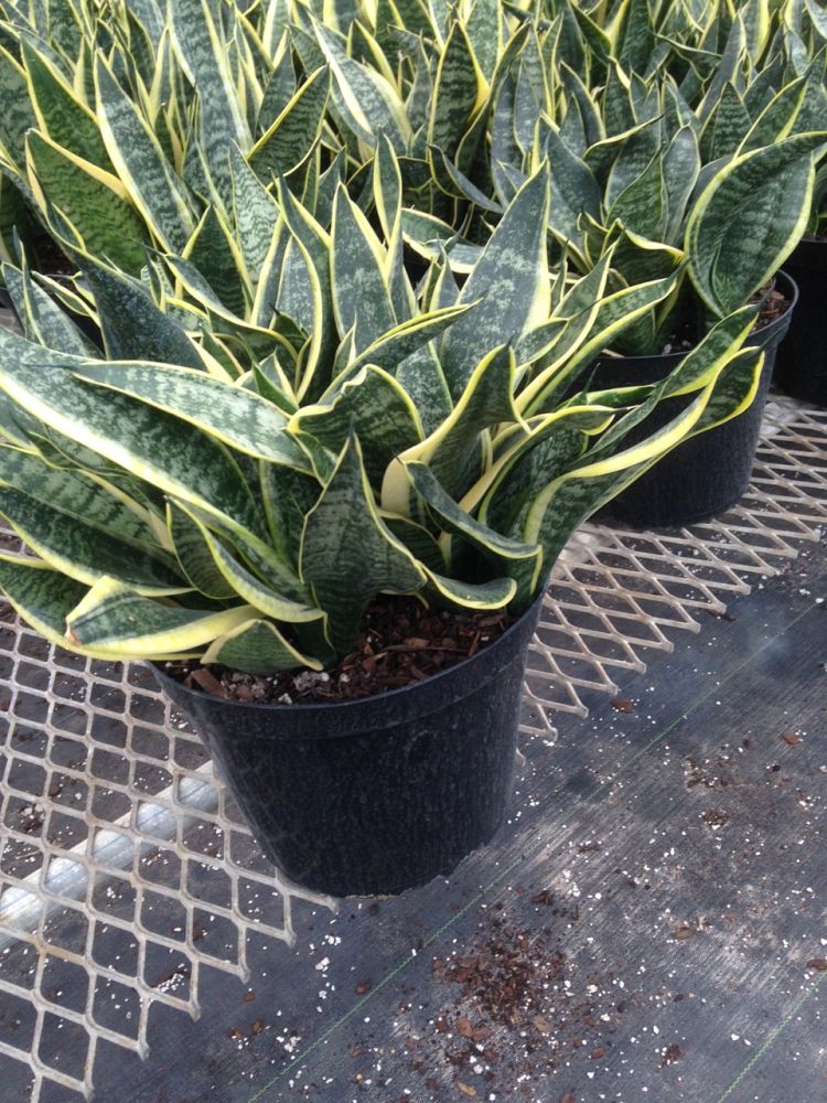 sansevieria-trifasciata-futura-superba-snake-plant-mother-in-law-s-tongue-bowstring-hemp