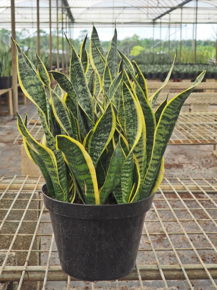 sansevieria-trifasciata-futura-superba-snake-plant-mother-in-law-s-tongue-bowstring-hemp
