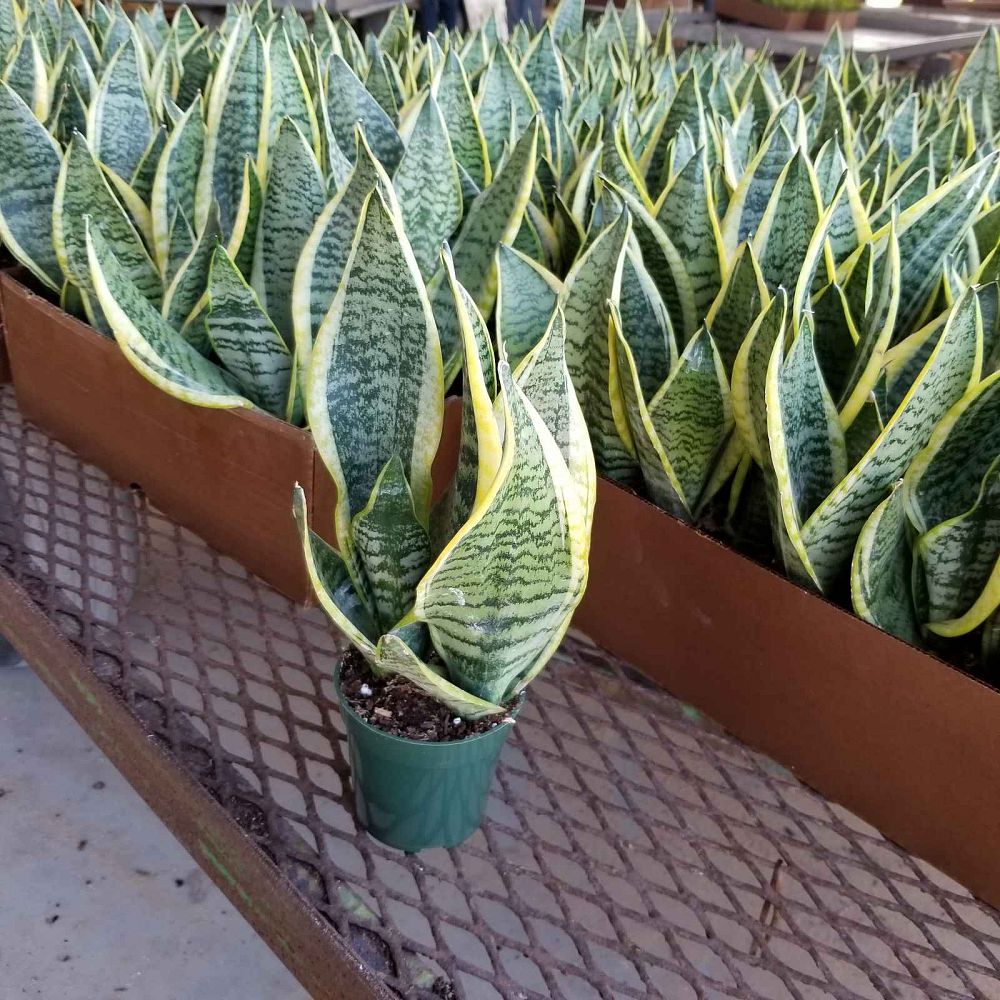 sansevieria-trifasciata-futura-superba-snake-plant-mother-in-law-s-tongue-bowstring-hemp